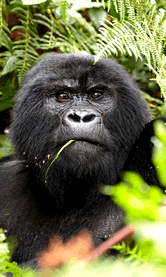 Mountain Gorilla 