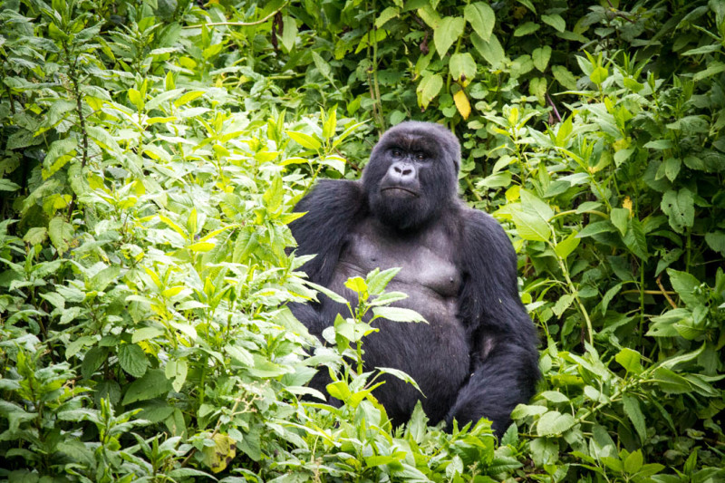 gorilla tracking