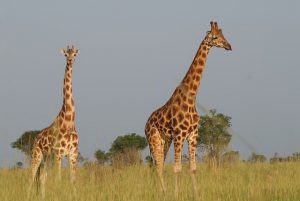 game viewing safari