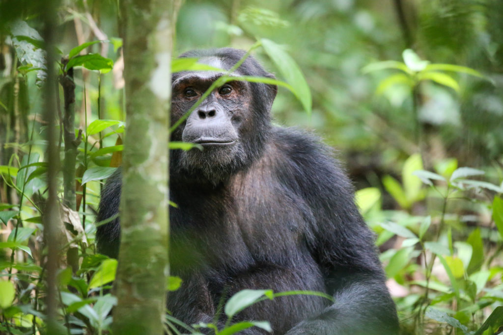 Top 7 Places to See Chimpanzees in the Wild | Travel 256 safari news